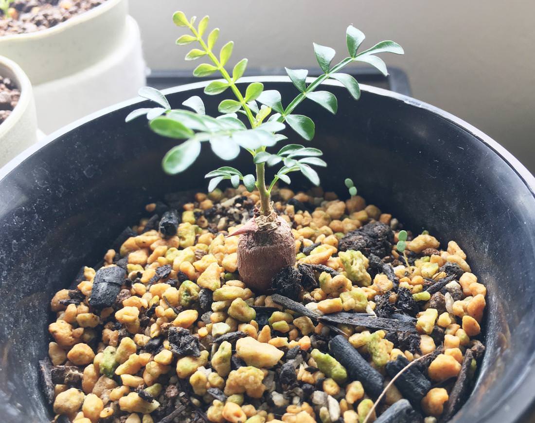 【芋豊作】オペルクリカリア・パキプス50 オペルクリカリア パキプス RFHK25011494 | RAFLUM / ラフラム｜東京