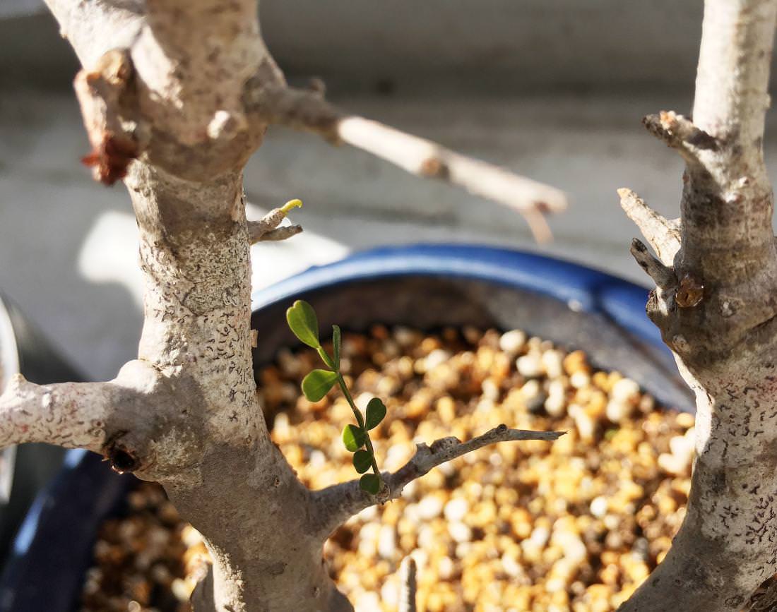 6日目】オペルクリカリア・パキプス現地株の発根管理