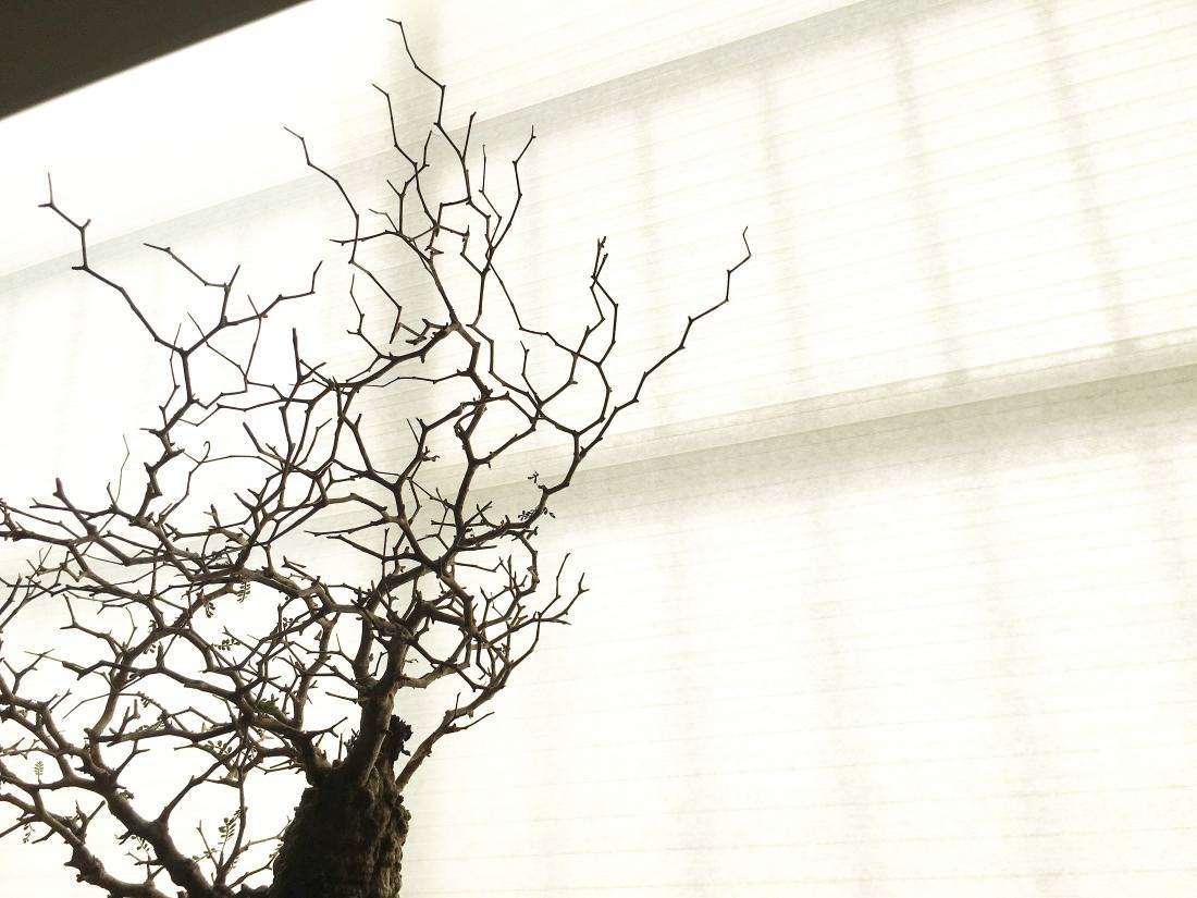 3日目】オペルクリカリア・パキプス現地株の発根管理