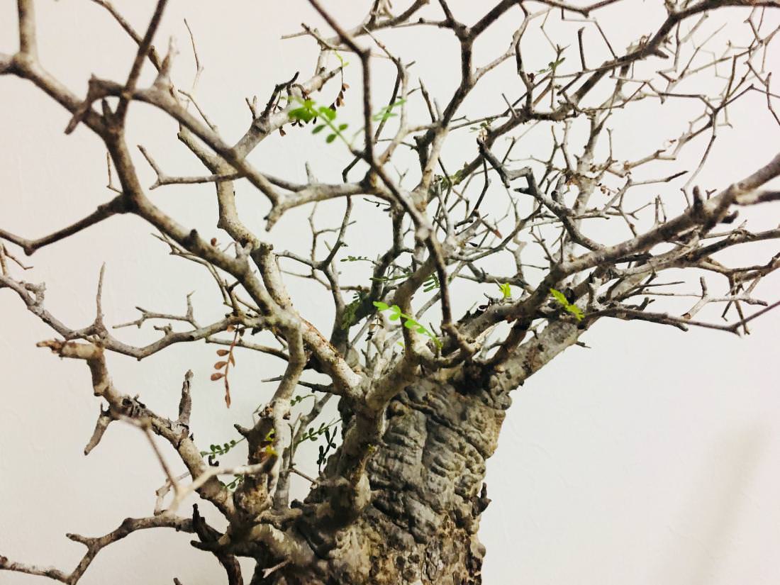 12日目】オペルクリカリア・パキプス現地株の発根管理