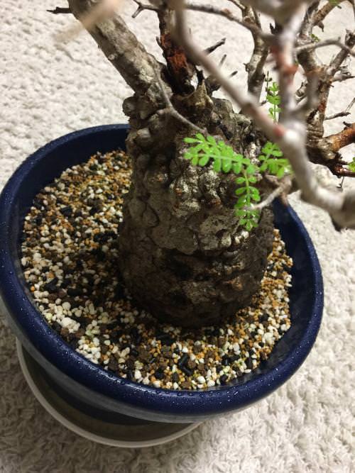 30日目】オペルクリカリア・パキプス現地株の発根管理