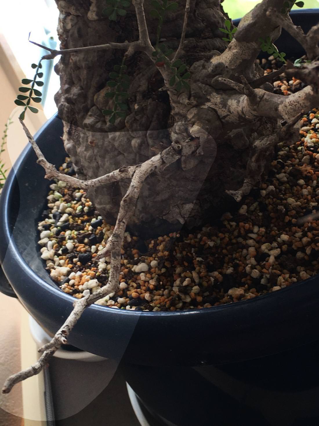 30日目】オペルクリカリア・パキプス現地株の発根管理