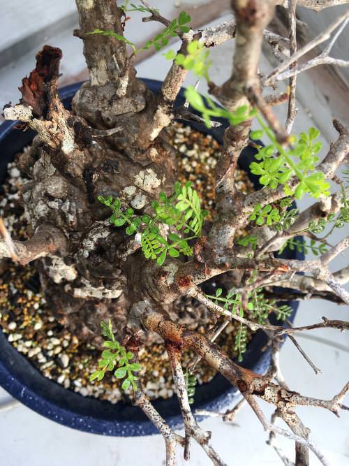 30日目】オペルクリカリア・パキプス現地株の発根管理