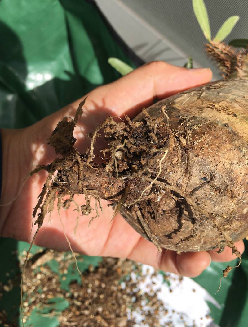 【悲報】パキポディウム ・グラキリスの根腐れが判明。原因は・・・ 8 IMG 1932r