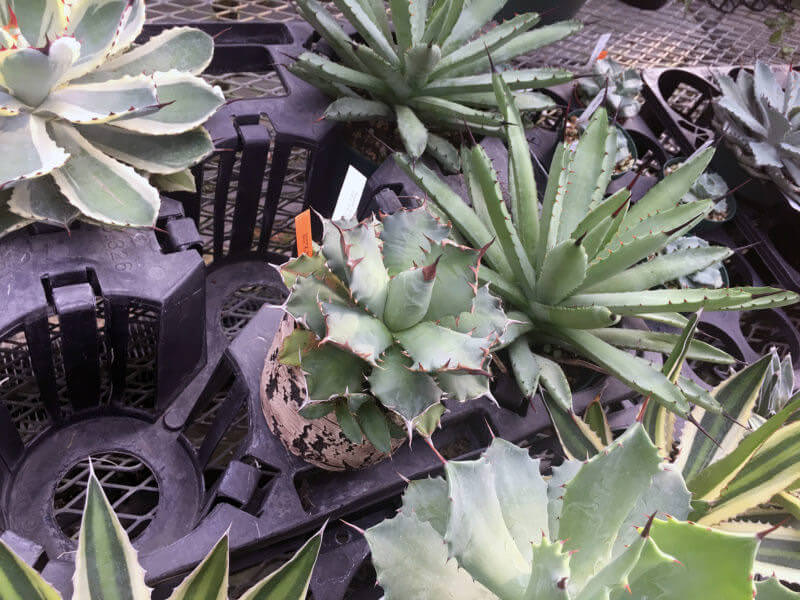 55955144332 0C8B70CC 0E4B 4566 9701 590A0736E750r