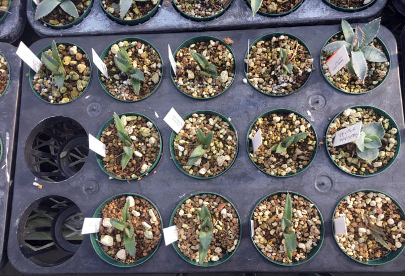 55955229067 5F57CBA2 DDAB 449C 8DC1 65B6D4373256r