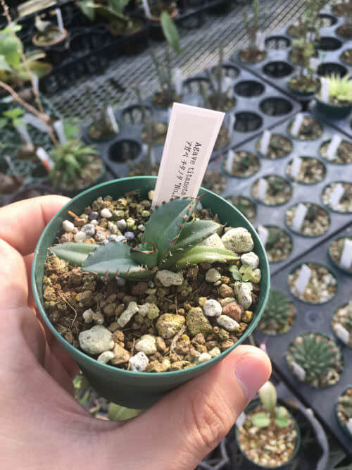 55955292490 A8BC805C FBAF 46B1 AB3B 0F66A5B60FE1r 3