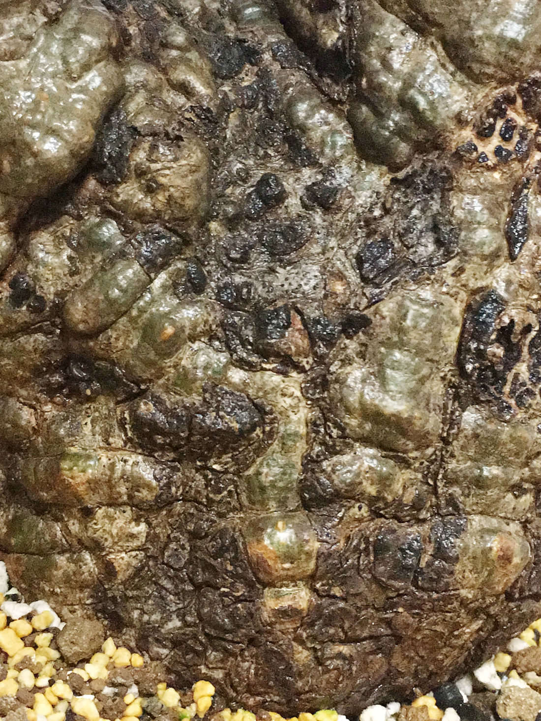 60日目】オペルクリカリア・パキプス現地株の発根管理