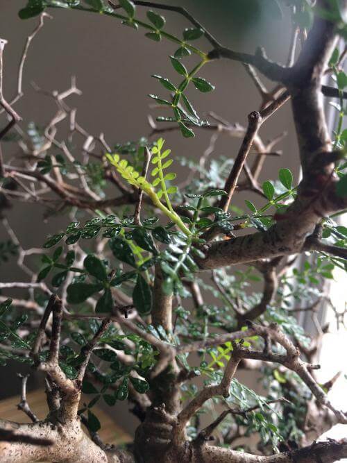 60日目】オペルクリカリア・パキプス現地株の発根管理