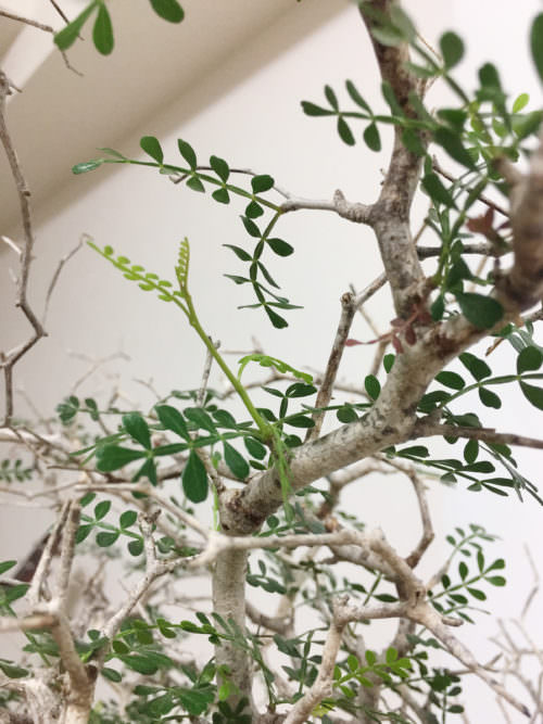 60日目】オペルクリカリア・パキプス現地株の発根管理