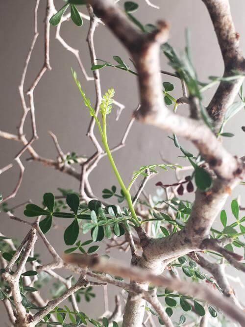 60日目】オペルクリカリア・パキプス現地株の発根管理