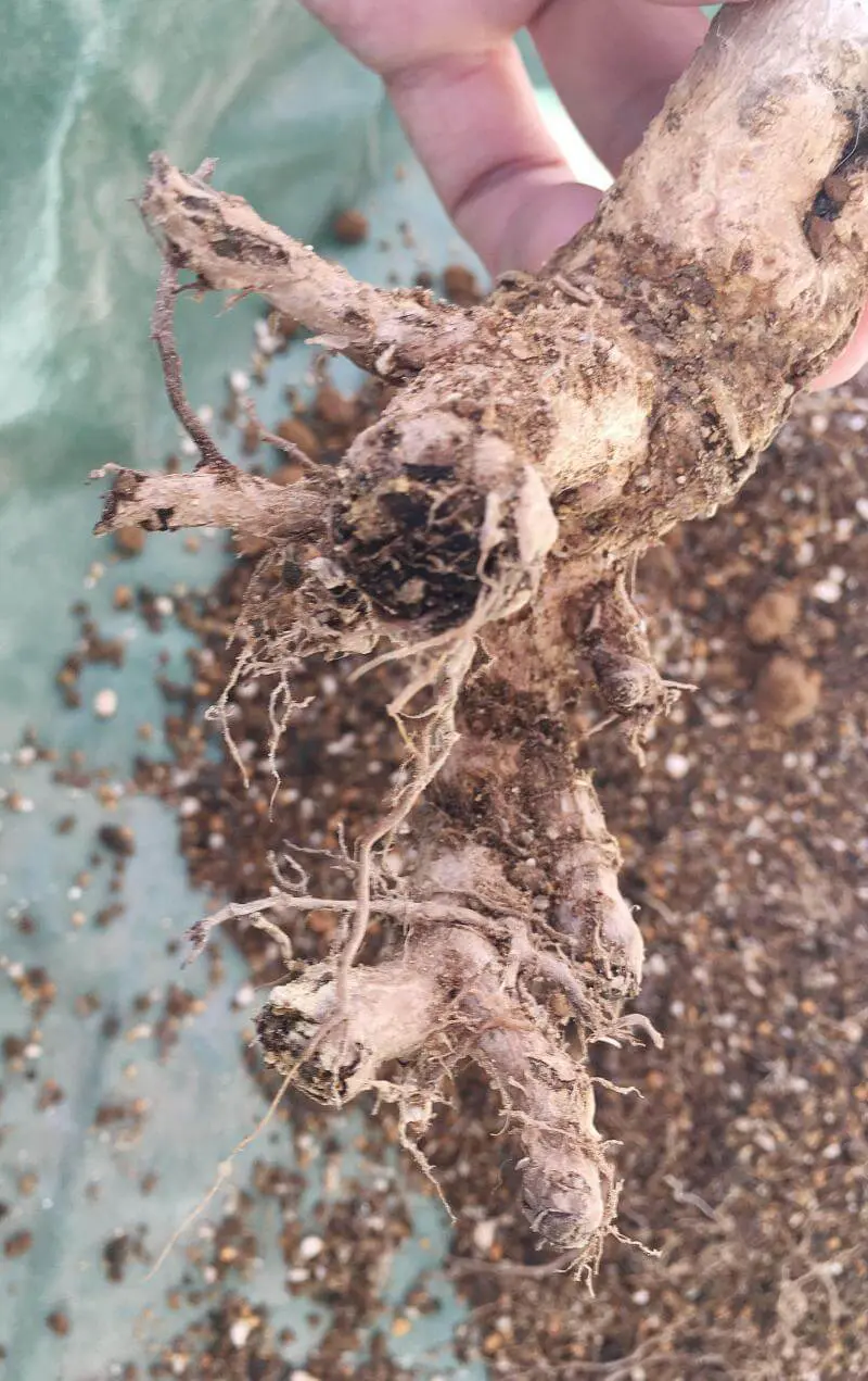 悲報】オトンナ・フルカタの植え替え作業