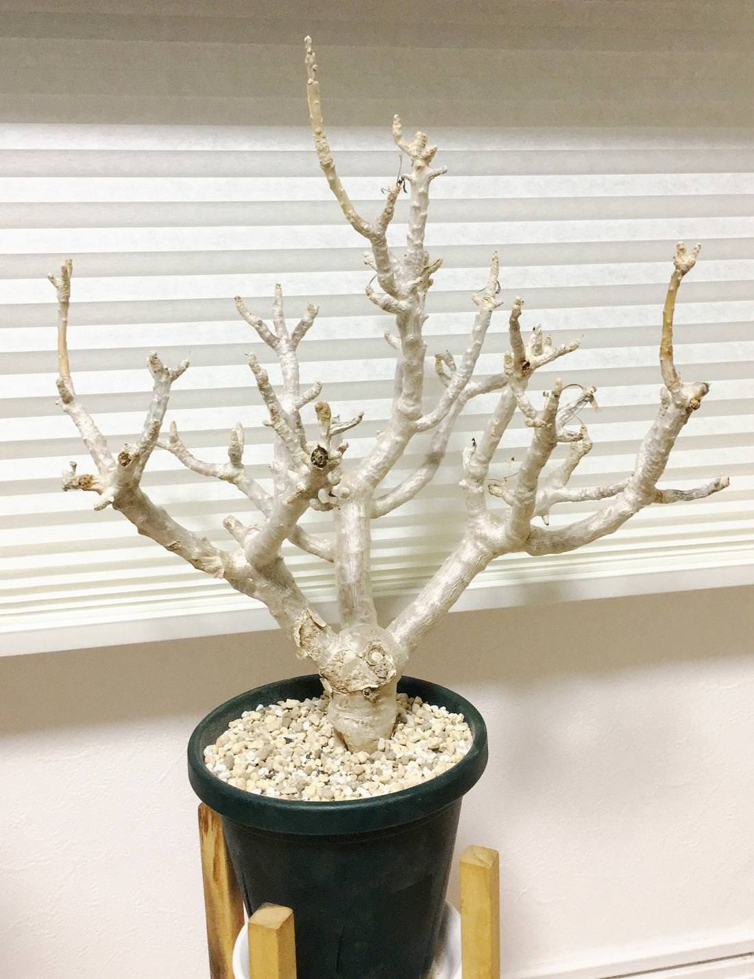 悲報】オトンナ・フルカタの植え替え作業