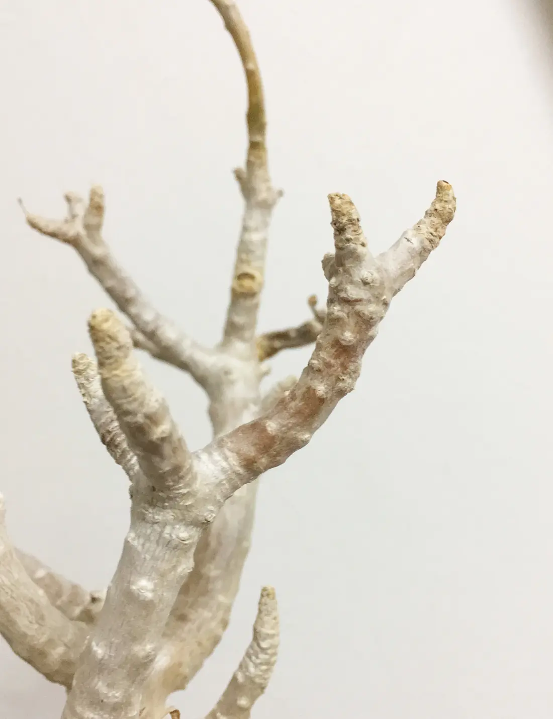 オトンナ フルカタ　葉枯れ 悲報】オトンナ・フルカタの植え替え作業