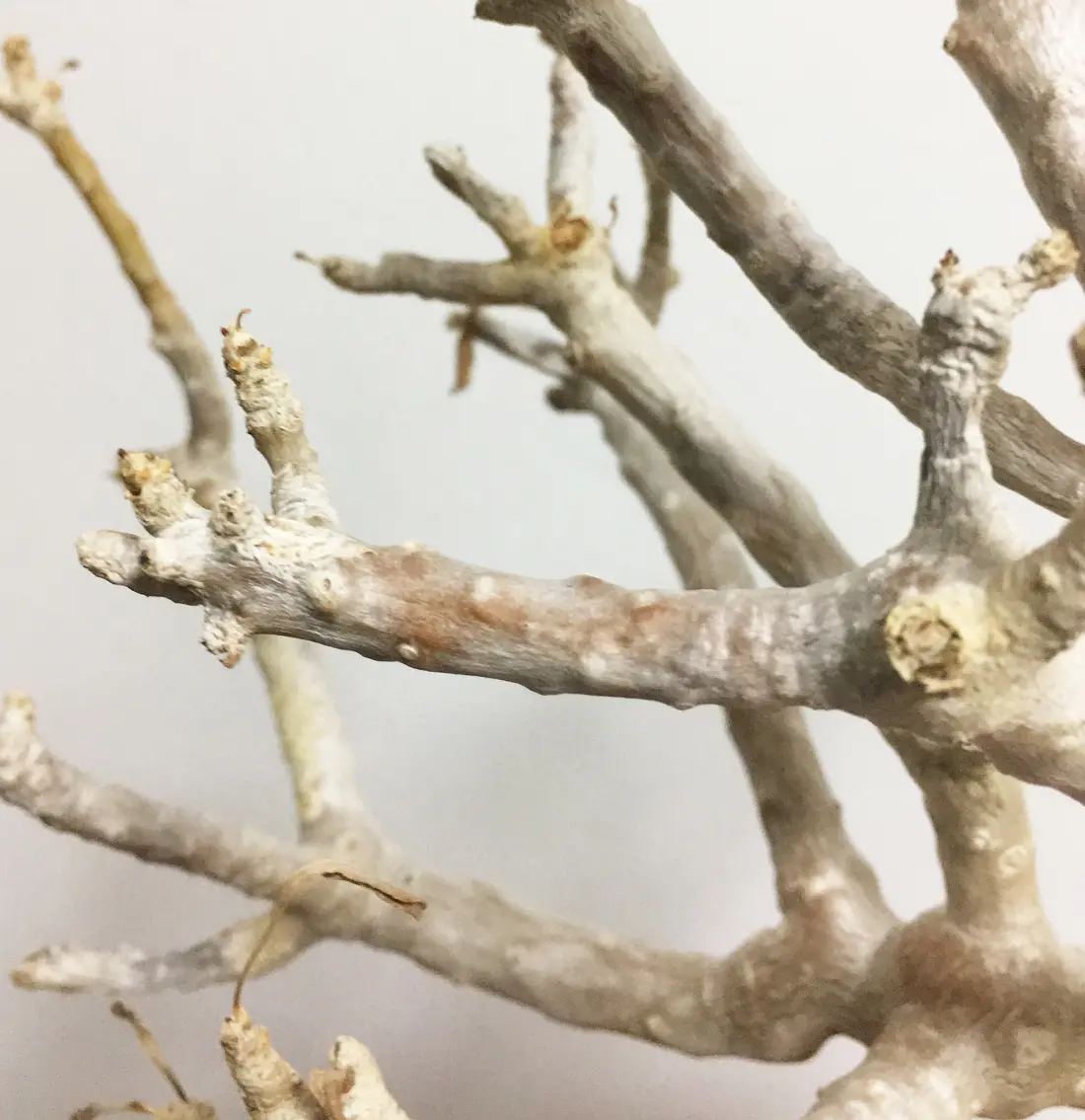 悲報】オトンナ・フルカタの植え替え作業