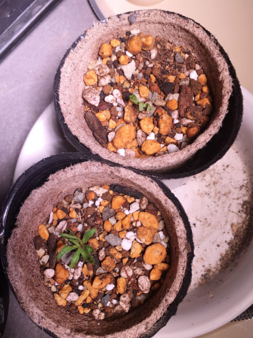 15日目】ボスウェリア・ネグレクタ種子から育成チャレンジ