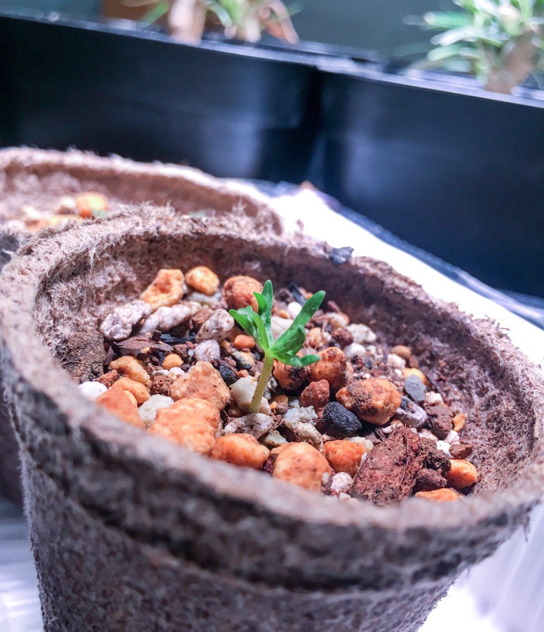 Boswellia neglecta【ボスウェリア・ネグレクタ】 | RIMO'S GREEN 【Saboten & Succulent】 ボスウェネグレクタ 実生 2株セット N-3.4