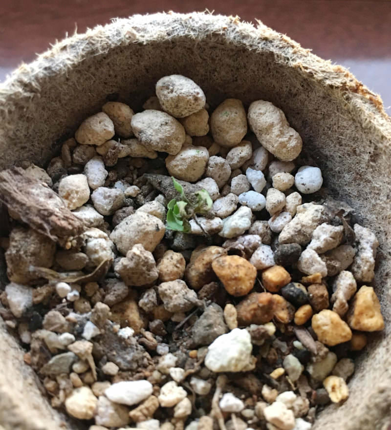 15日目】ボスウェリア・ネグレクタ種子から育成チャレンジ