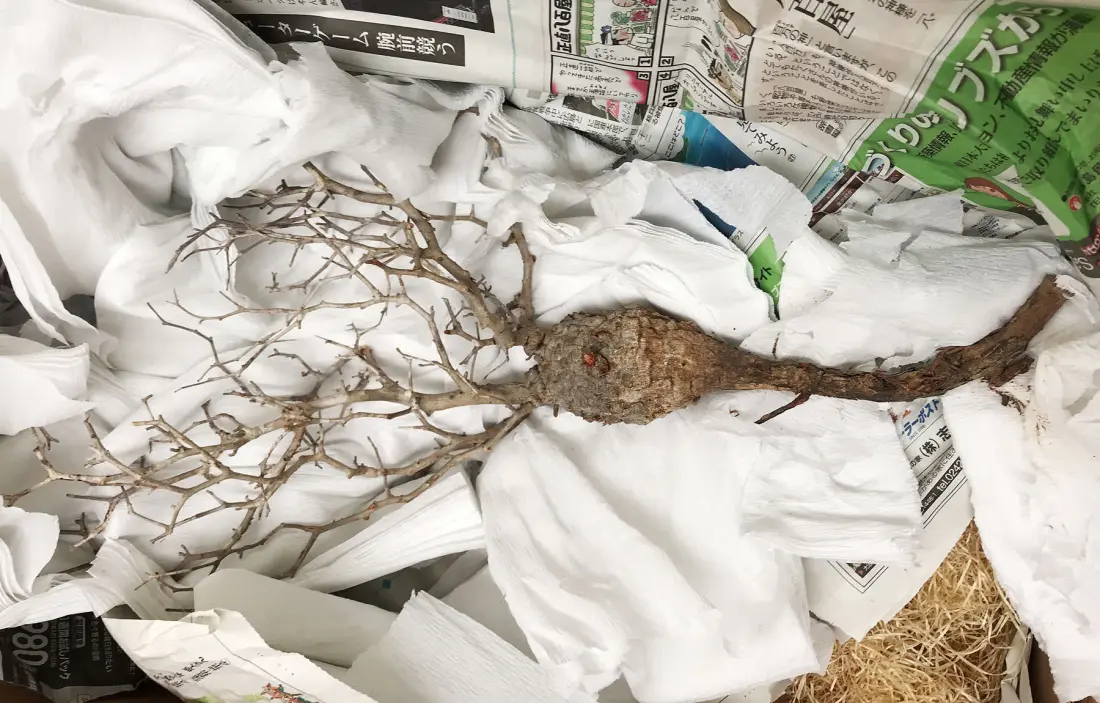 第2陣開幕】冬から始めるオペルクリカリア・パキプス現地株の発根管理