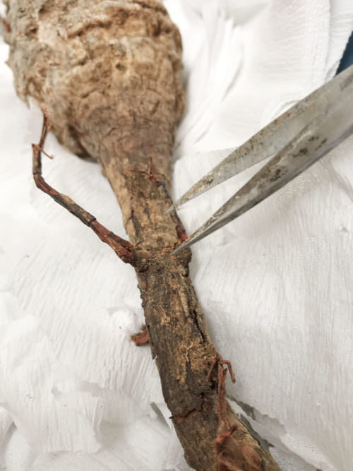 第2陣開幕】冬から始めるオペルクリカリア・パキプス現地株の発根管理