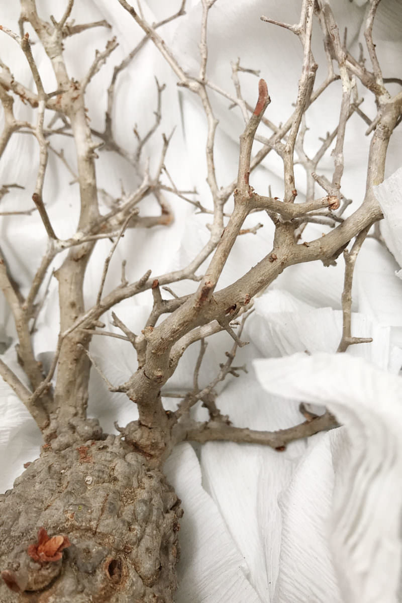 第2陣開幕】冬から始めるオペルクリカリア・パキプス現地株の発根管理