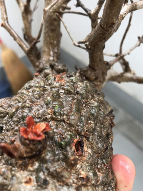 オペルクリカリア　パキプス　現地球　管理約2年 オペルクリカリア パキプス 現地球 屋外管理約3年 Operculicarya