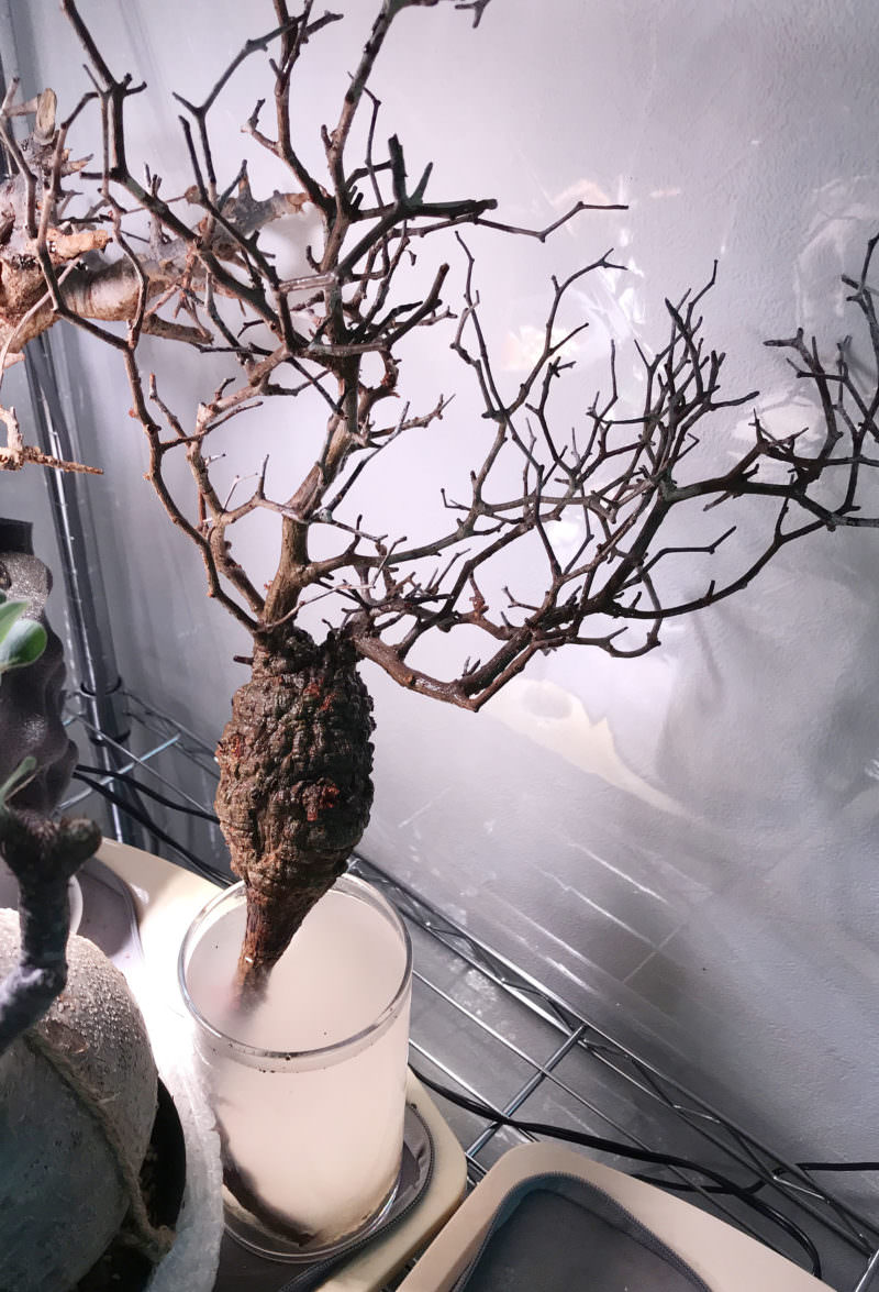 第2陣開幕】冬から始めるオペルクリカリア・パキプス現地株の発根管理