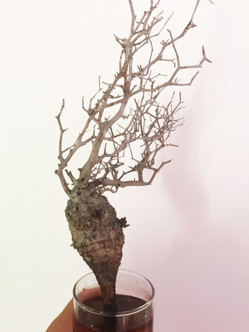 第2陣開幕】冬から始めるオペルクリカリア・パキプス現地株の発根管理