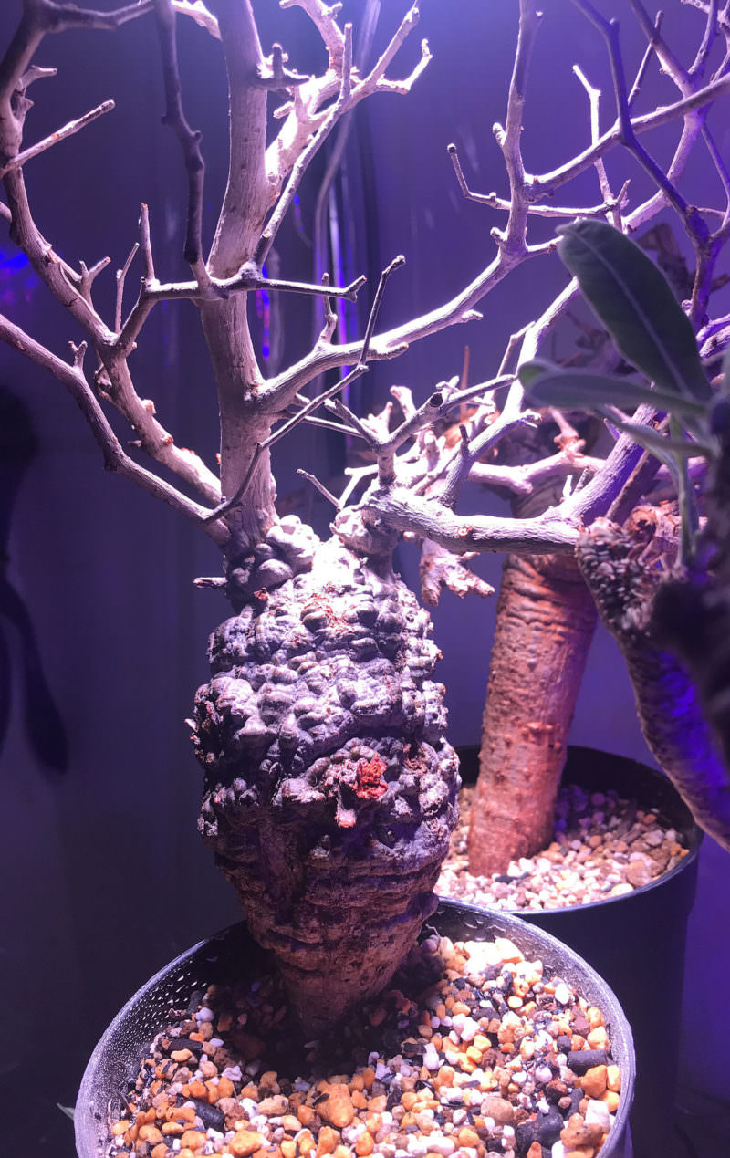 第2陣開幕】冬から始めるオペルクリカリア・パキプス現地株の発根管理