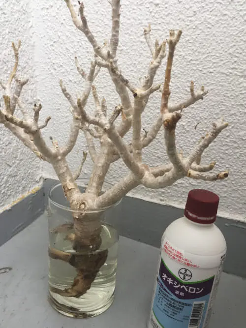 60日目】根腐れオトンナ・フルカタ再発根チャレンジ