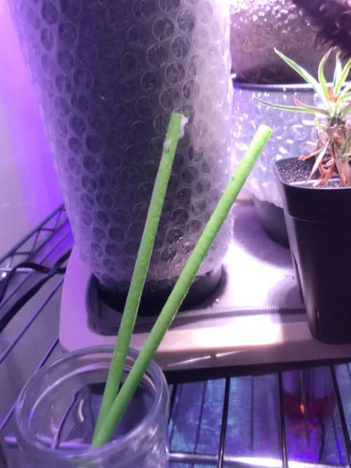 捕虫用「蛍光粘着シート」を買ってみました。 13 IMG 2966r