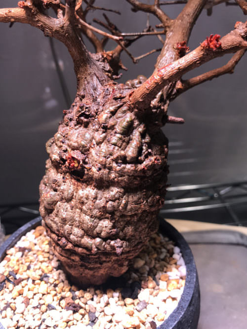 120日目／第2陣】冬から始めるオペルクリカリア・パキプス現地株の発根管理