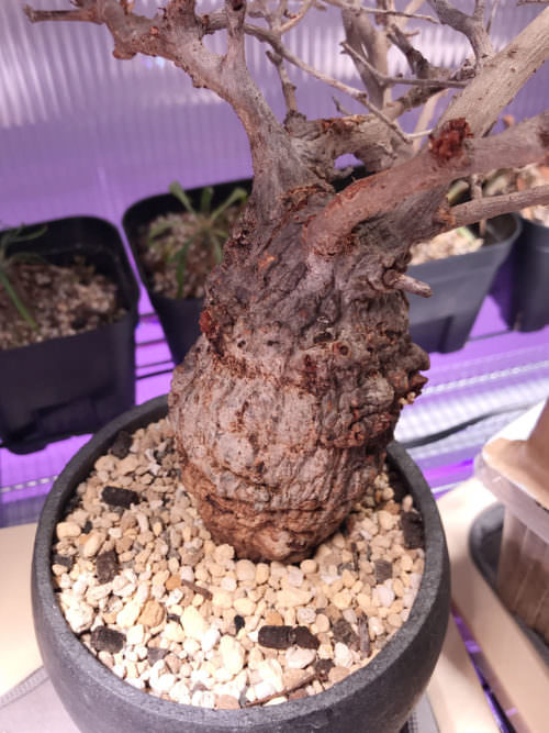 120日目／第2陣】冬から始めるオペルクリカリア・パキプス現地株の発根管理