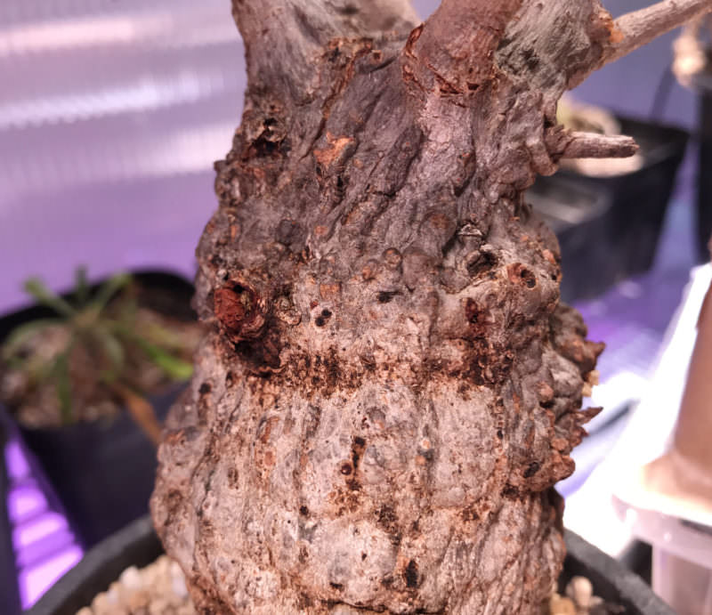 120日目／第2陣】冬から始めるオペルクリカリア・パキプス現地株の発根管理