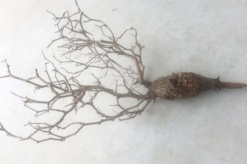 vol.3／開幕】オペルクリカリア・パキプス現地株の発根管理