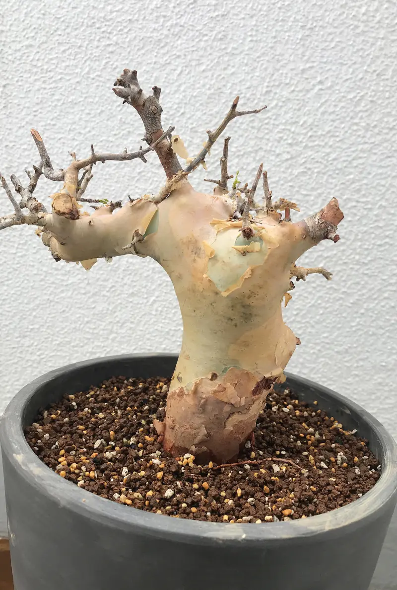 長〜〜い主根のコミフォラ（commiphora）を縦長のポットへ植える