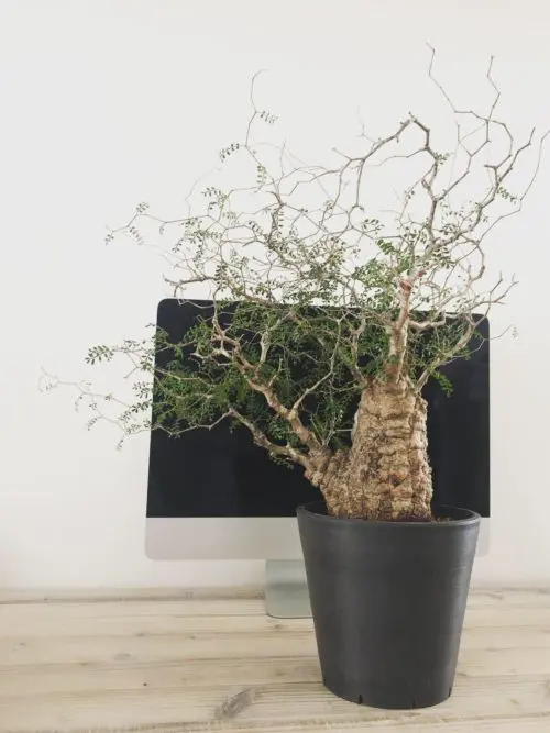 300日目】オペルクリカリア・パキプス現地株の植え替え