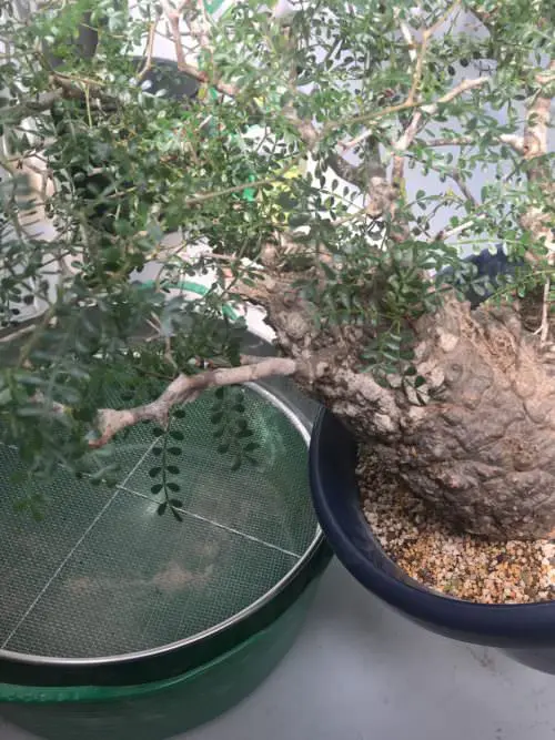 300日目】オペルクリカリア・パキプス現地株の植え替え