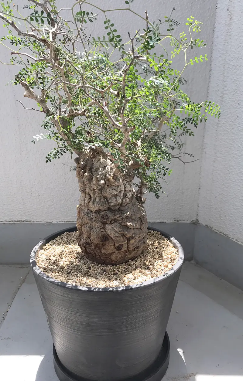 300日目】オペルクリカリア・パキプス現地株の植え替え