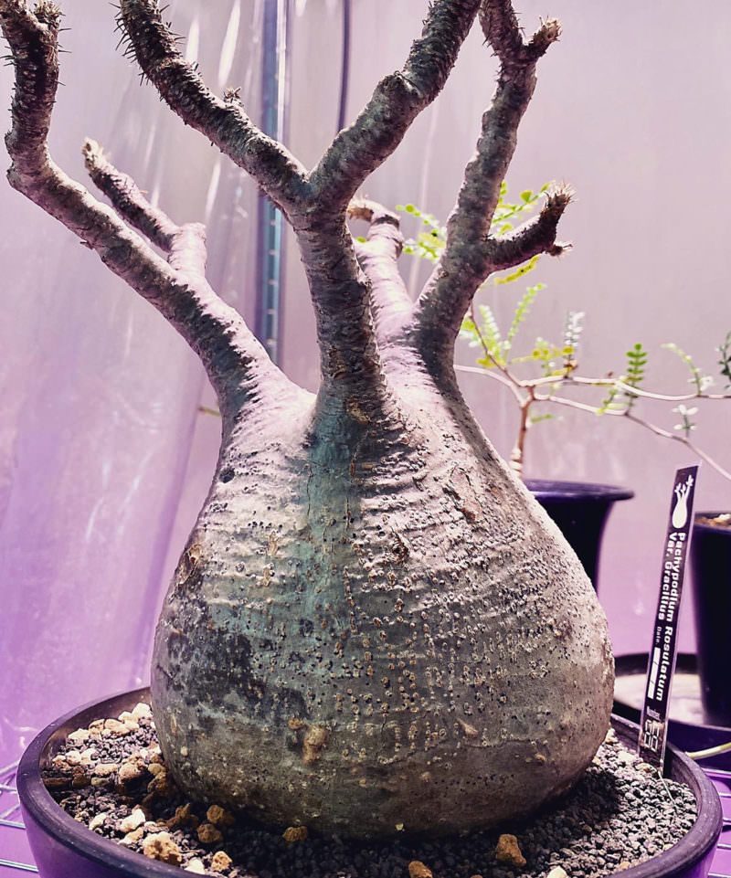 【検証〜結果】ゲッソリ凹んだ現地球パキポディウム・グラキリスの復活を試みる 64 C32r