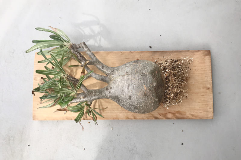 検証〜結果】ゲッソリ凹んだ現地球パキポディウム・グラキリスの復活を