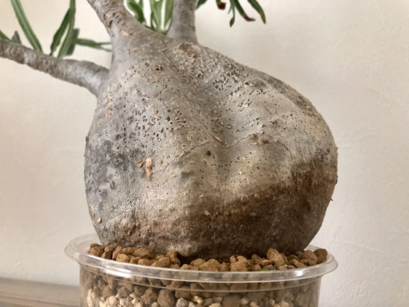 検証〜結果】ゲッソリ凹んだ現地球パキポディウム・グラキリスの復活を