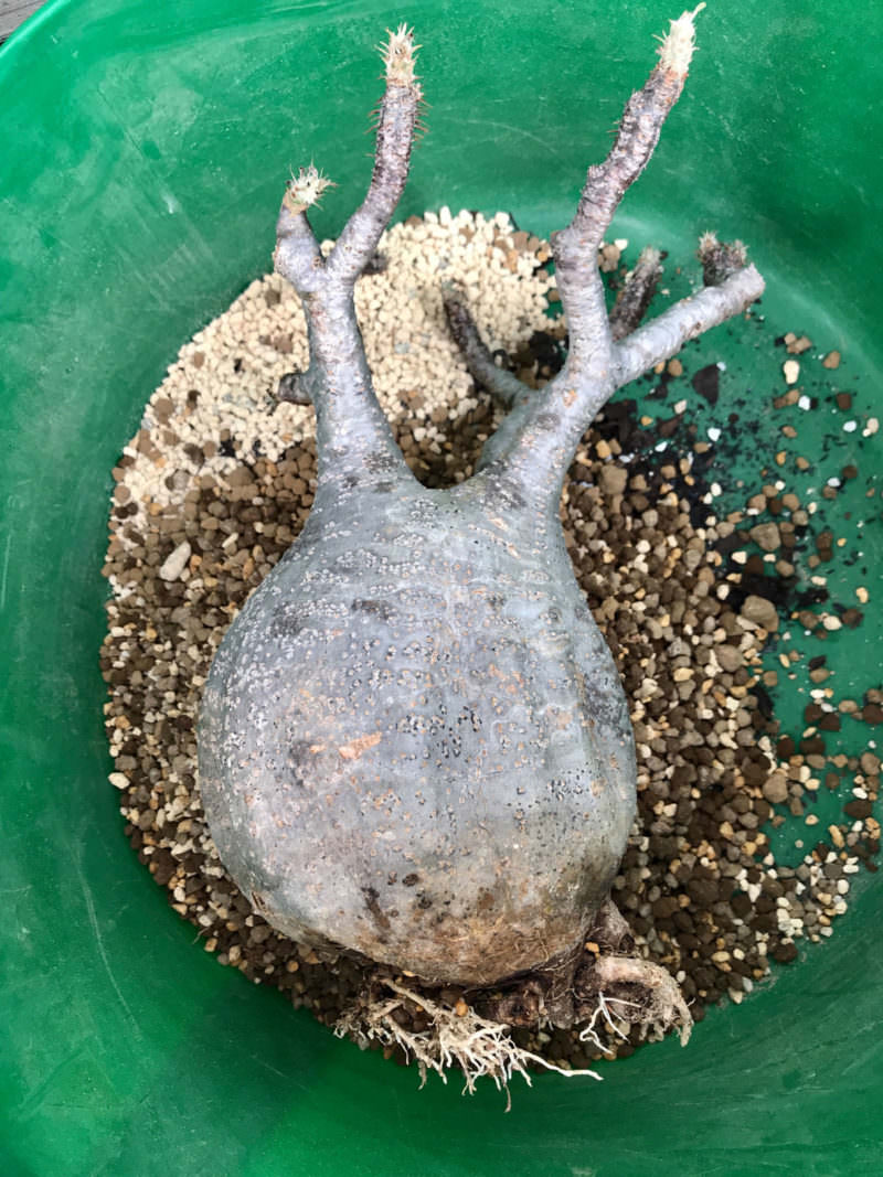 検証〜結果】ゲッソリ凹んだ現地球パキポディウム・グラキリスの復活を