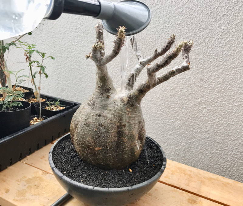 検証〜結果】ゲッソリ凹んだ現地球パキポディウム・グラキリスの復活を