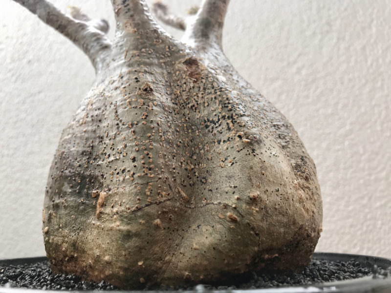 検証〜結果】ゲッソリ凹んだ現地球パキポディウム・グラキリスの復活を