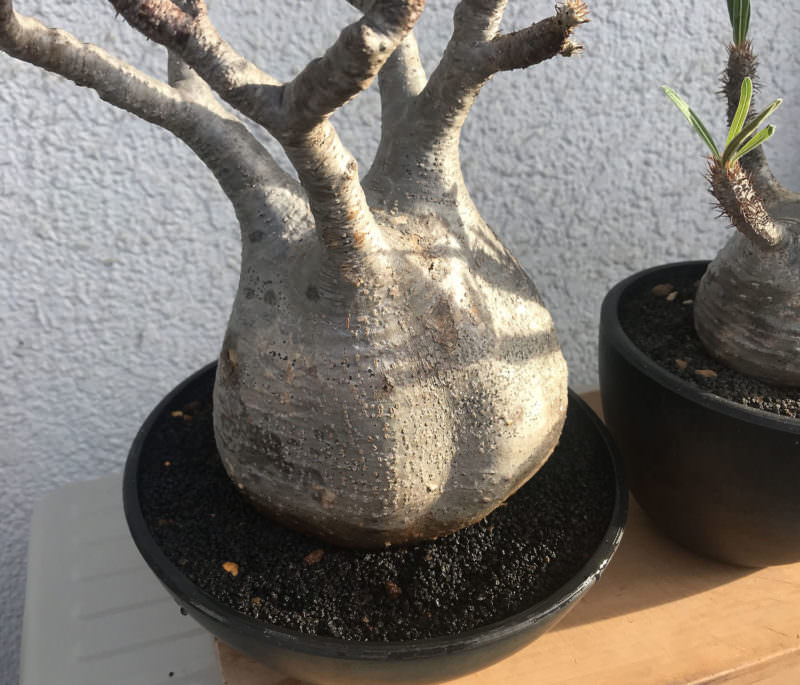 【検証〜結果】ゲッソリ凹んだ現地球パキポディウム・グラキリスの復活を試みる 60 IMG 5222r