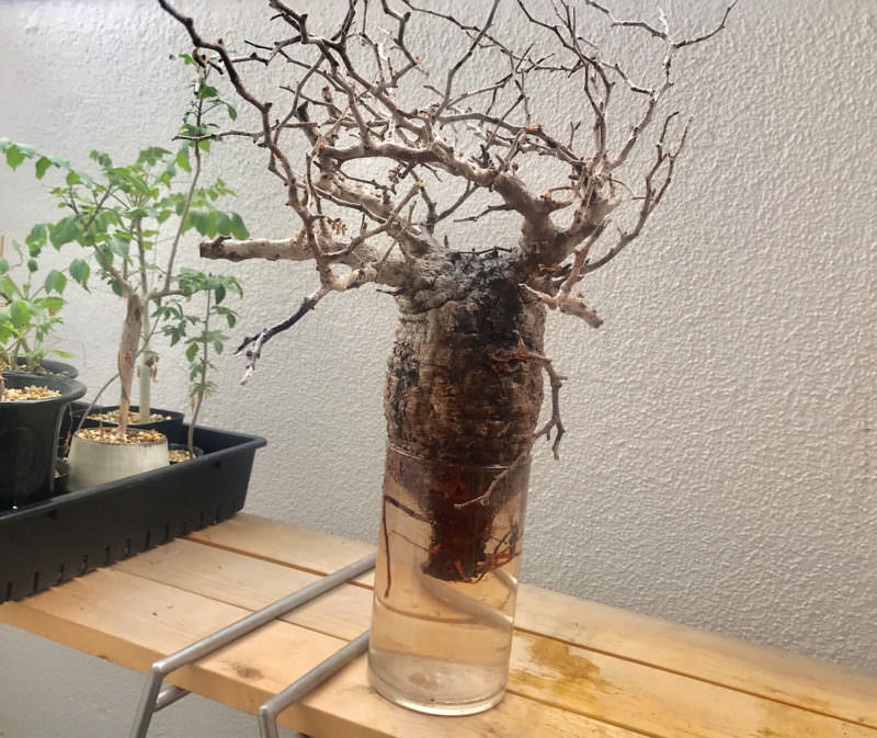 vol.3／開幕】オペルクリカリア・パキプス現地株の発根管理