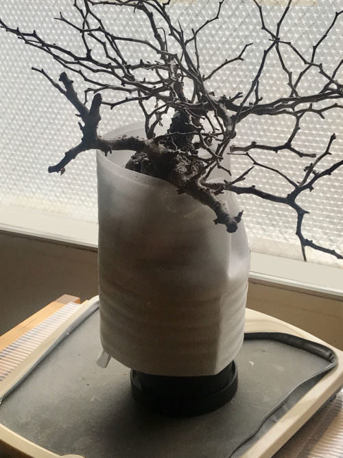 vol.3／開幕】オペルクリカリア・パキプス現地株の発根管理