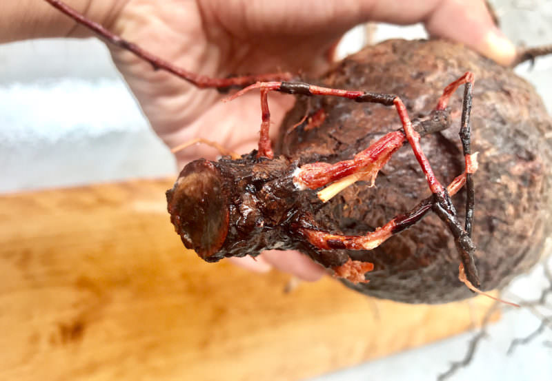 vol.3／開幕】オペルクリカリア・パキプス現地株の発根管理