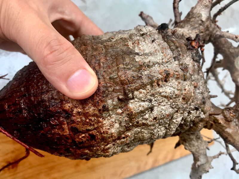 vol.3／開幕】オペルクリカリア・パキプス現地株の発根管理